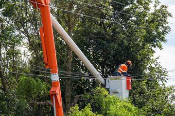 An arborist prunes trees close to power lines in Canterbury, New Zealand