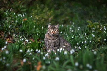 Cat and snowdrop. The cat is sitting in the garden and basking in the sun. Snowdrops bloom in the garden in early spring.
