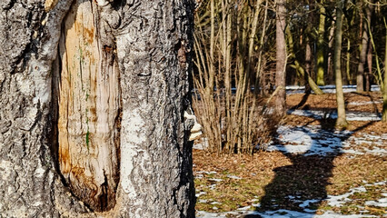 PARK MIEJSKI W ZIMIE © michalsen