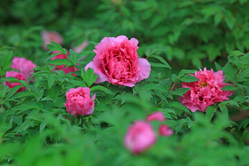 Blooming peonies in the park, China