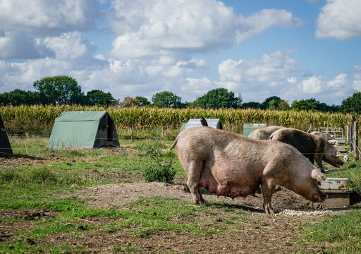 Alternative Schweinehaltung - Sauen auf der Weide, Symbolfoto.