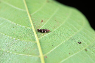 A tiny moth on the grass, North China