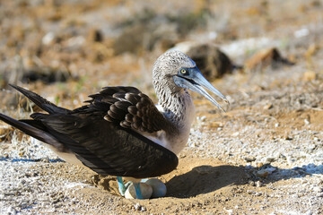 Blue footed boobies nesting in the Galapagos