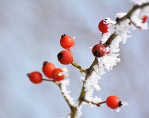 In winter on a branch of a bush hanging berries rose hips