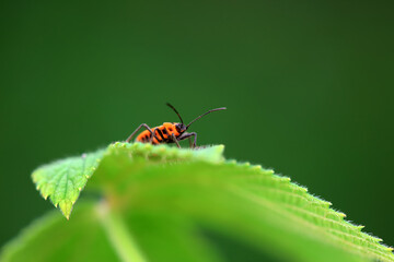 A bedbug lives on the grass in North China
