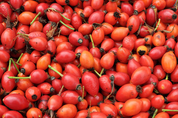Harvested rose hips