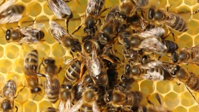 Young Queen bee begins to lay eggs in the honeycomb. Bees make the Queen a bee laying eggs.
