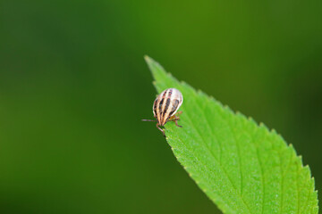 Bedbugs inhabit wild plants in North China