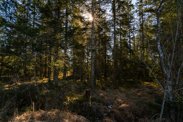 Fototapeta premium Waldweg