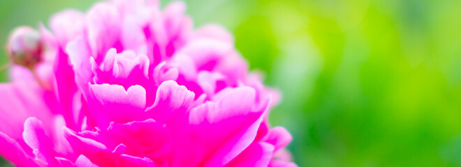 Georgeous peony in a full bloom.Garden peony. Pink peony bud in greenery. Gardening concept.beautiful gently peony flower blooming in the garden withlavender blossoms. Selective focus