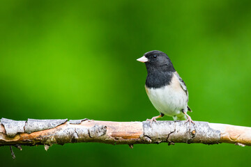 Male Dark-eyed Junco on an old branch is isolated against a green background
