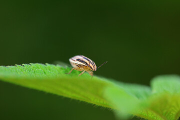Bedbugs inhabit wild plants in North China