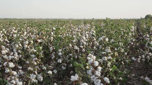 cotton field with organic cotton
