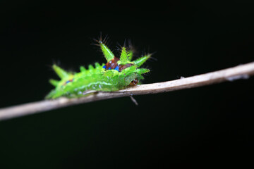 The larvae of the moth on wild plants, North China