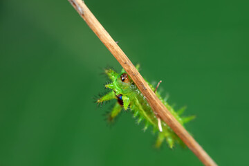 The larvae of the moth on wild plants, North China