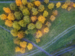 Autumn background texture. Trees and fallen leaves on the ground. Top view.