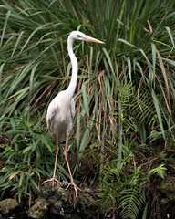 White Heron Stock Photos. Close-up profile view standing on moss rock displaying beautiful white...