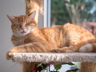 ginger cat resting on his home lounger, sleep relaxing - obrazy, fototapety, plakaty