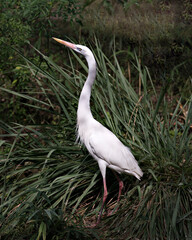 White Heron Stock Photos. Close-up profile view looking to the left side, displaying white colour feathers plumage, with a foliage background in its environment and habitat. Image. Picture. Portrait.
