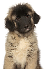 Caucasian shepherd puppy on white background