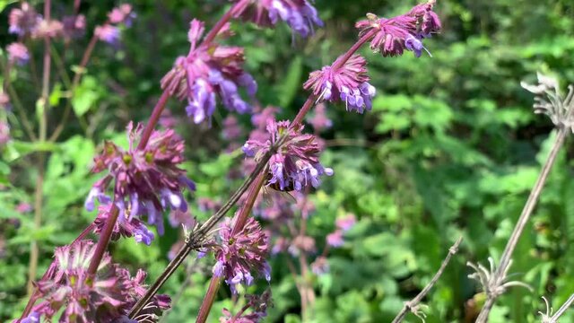 Bee collecting pollen on the flowers of Salvia in the wild