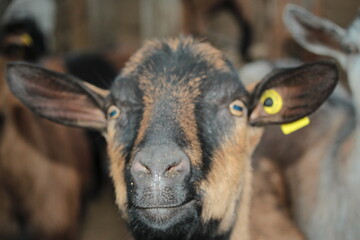Fototapeta premium chèvres