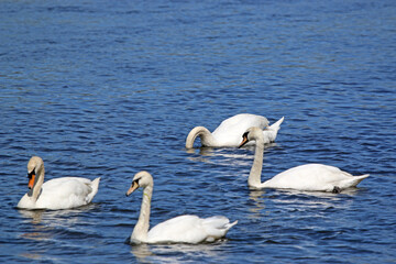 Swans on the River Teign	