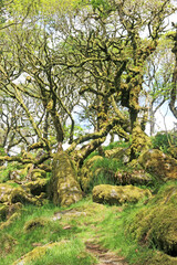 Ancient Oak trees in Wistmans Wood, Dartmoor	