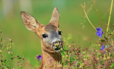 Roe deer, (capreolus capreolus) in a meadow in the spring nature. Wild animal, portrait