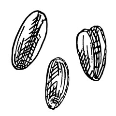 Grains of wheat. Vector color vintage hand drawn hatching illustration