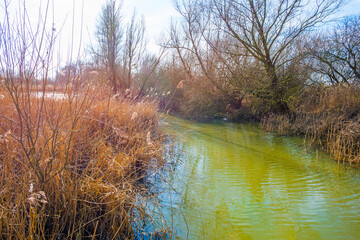 Reed along the edge of a lake in wetland under a bright blue cloudy sky in winter, Almere, Flevoland, The Netherlands, February 21, 2021