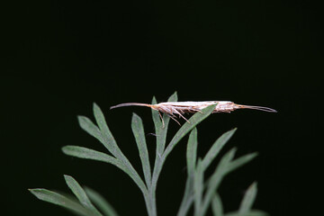 Moths mate on wild plants, North China