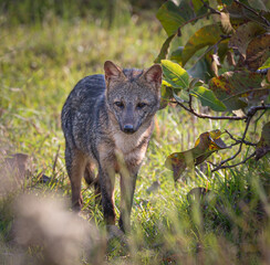 Crab eating fox walks through the jungle floor searching for food