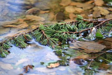 Pine Tree Branch in Water Puddle