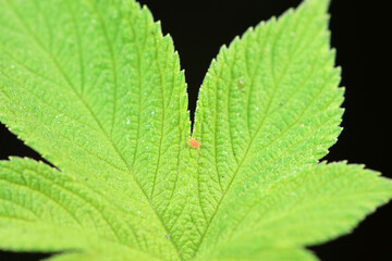 Mites live on green leaves，North China