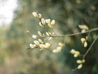 Pussy Willow Catkins Abstract