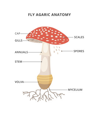 Amanita muscaria anatomy. Structure mushroom fly agaric with caption of parts. Bright toxic fungus with red spotted cap.