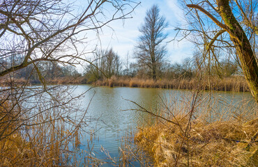 Obraz premium Reed along the edge of a lake in wetland under a bright blue cloudy sky in winter, Almere, Flevoland, The Netherlands, February 21, 2021