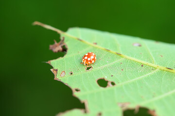 Ladybugs inhabit wild plants in North China