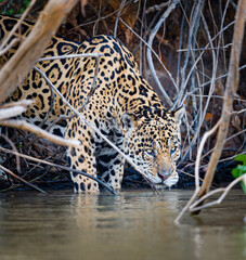 Jaguar drinks from cold fresh water river in Pantanal