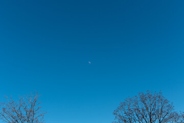 Young moon in daylight against the blue sky. Branches of bare trees. Tree and moon