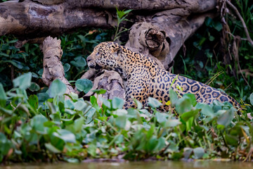 Jaguar makes his way through the jungle of the Pantanal in Brazil
