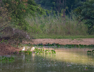 Jungle scenic  landscape on the cuaiaba riverbank, Pantanal.
