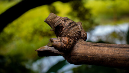 Close-up image of the bamboo knot. It can be used as a background image.
