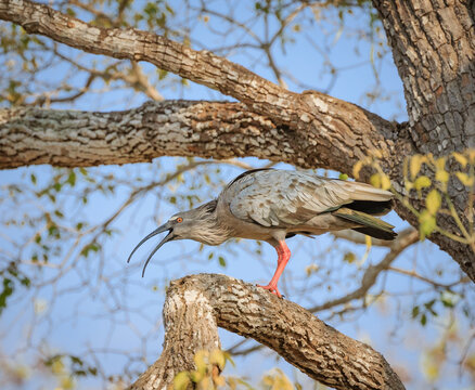 Squawkbailly Squawk bilder – Bläddra bland 2,866 stockfoton, vektorer och videor ...