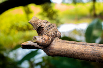 Close-up image of the bamboo knot. It can be used as a background image.