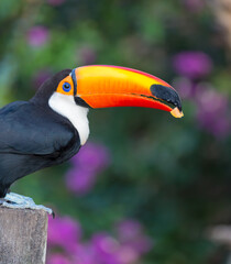 The toco toucan with large orange beak, subsists on a fruit diet