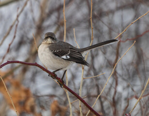 Northern mockingbird sitting pretty on a tree branch