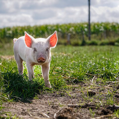 Glückliche Schweine - alternative Freilandhaltung von Schweinen, niedliche Ferkel auf der Weide.