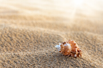 sea ​​shell on the beach sand with turquoise sea in the background - selective focus - copy space
